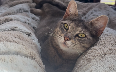 GLAYVEE – 1,5 ans – ♀