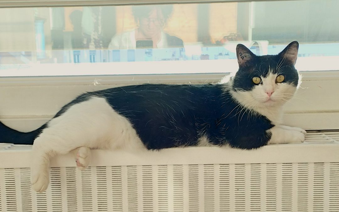 NIKO – 2 ans – ♂