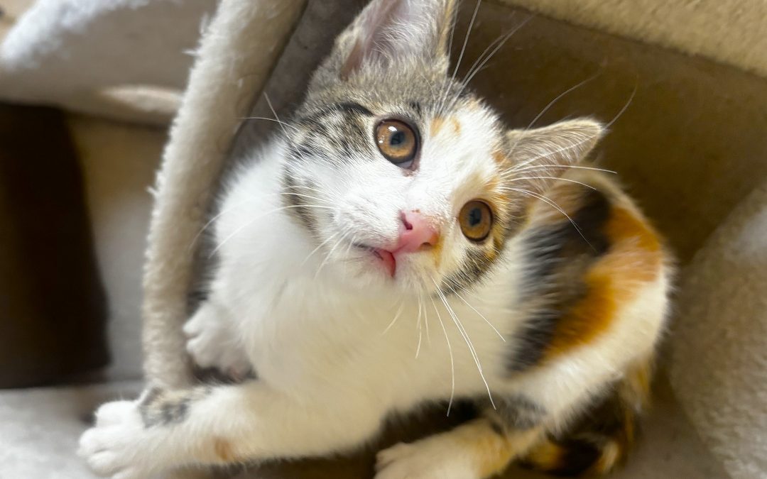 CHIBBI – 3 mois – ♀︎