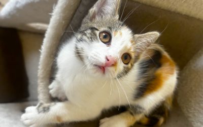 CHIBBI – 3 mois – ♀︎