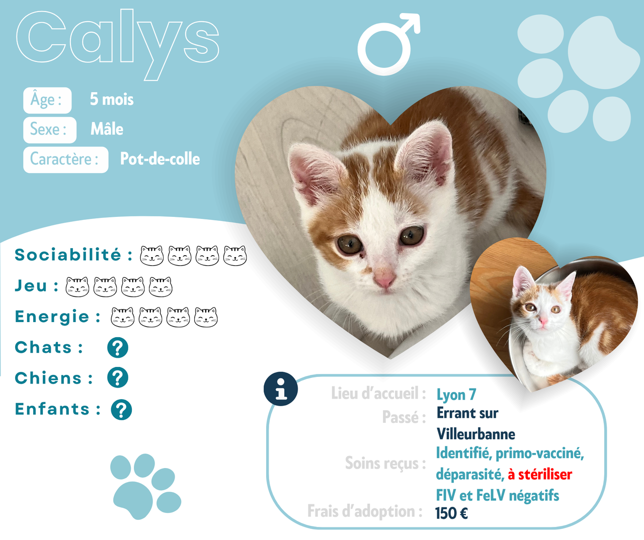 Visuel de présentation de Calys