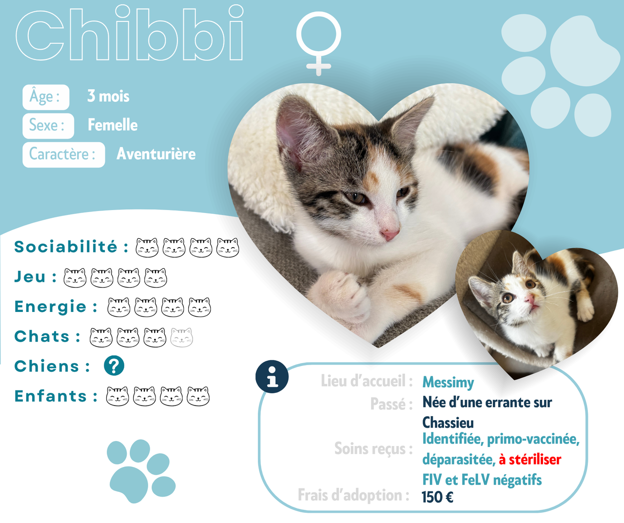 Visuel de présentation de Chibbi