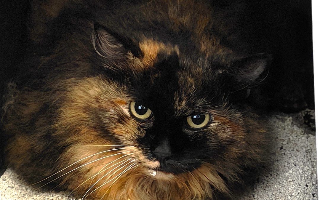 EUROPA – 9,5 ans – ♀