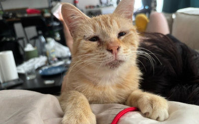 MIRABELLE – 1,5 AN – ♀