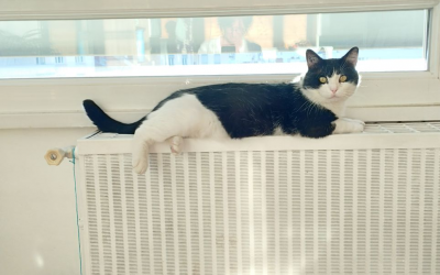 NIKO – 2 ANS – ♂
