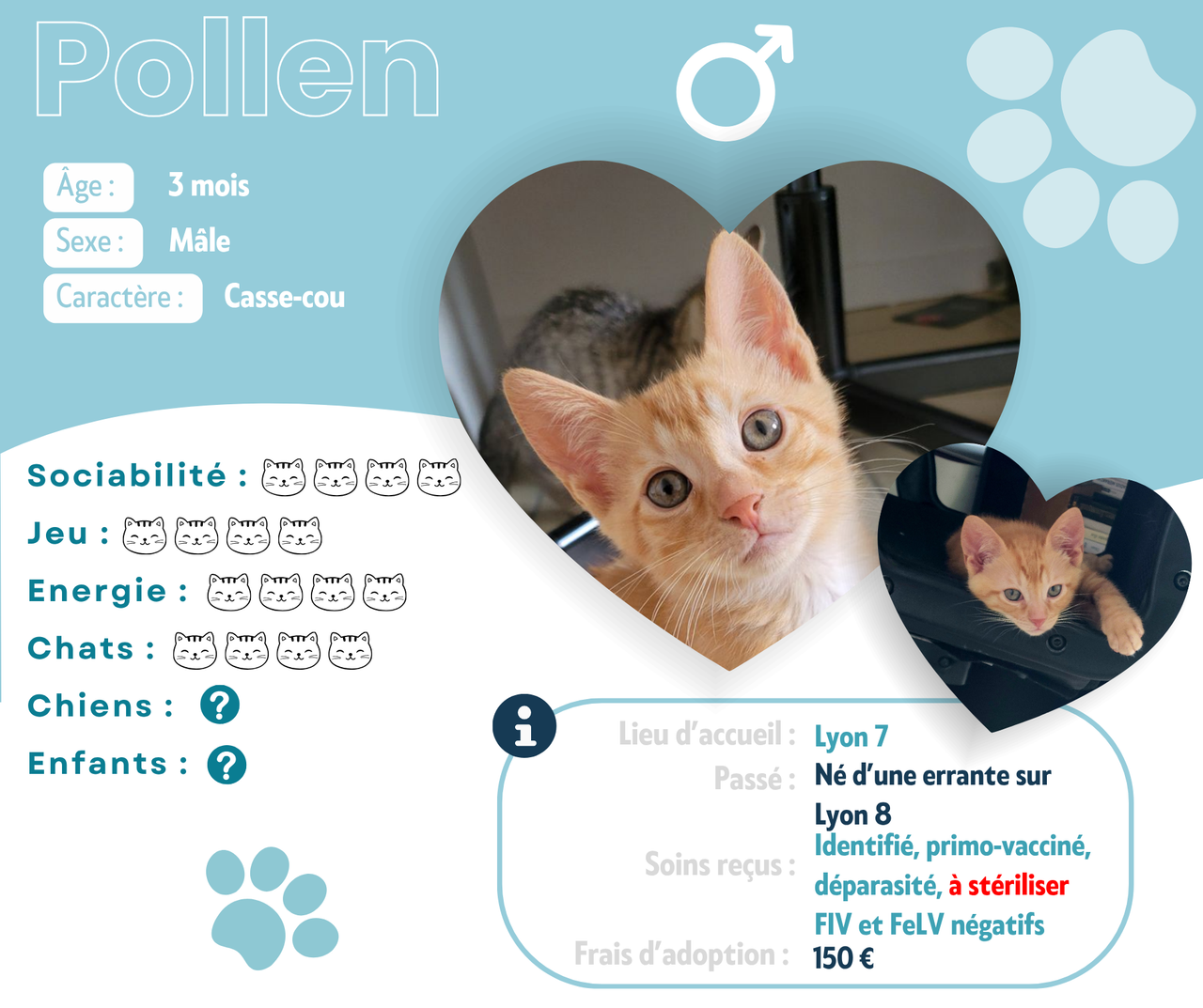 Visuel de présentation de Pollen