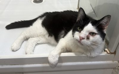 HAANK – 16,5 ans – ♂︎