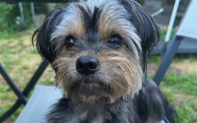PAVO – 2 ans – ♂
