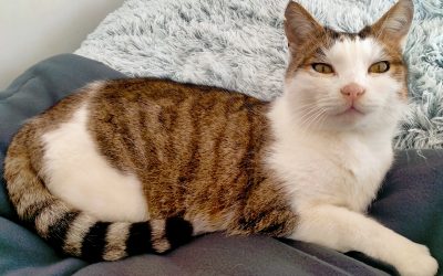 ARON – 4,5 ans – ♂