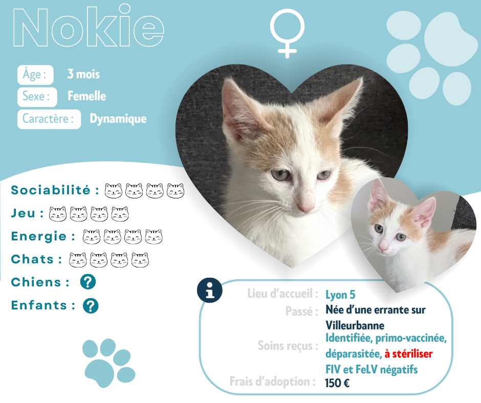 Visuel de présentation de Nokie