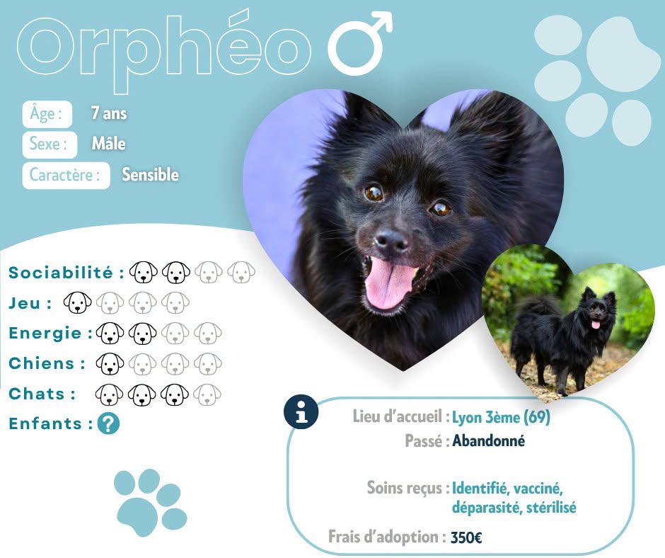 Visuel de présentation d'Orphéo