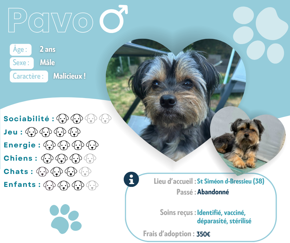Visuel de présentation de Pavo