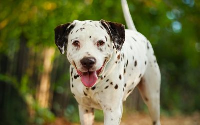OSKO – 8 ans – â