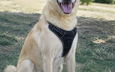 SHIRO – 7.5 ans – ♂︎