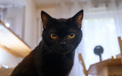 ARIRI – 13,5 ans – ♀