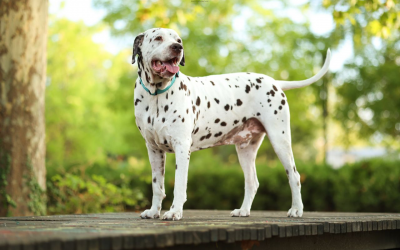 Osko – 8 ans – ♂