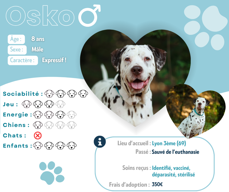 Visuel de présentation d'Osko
