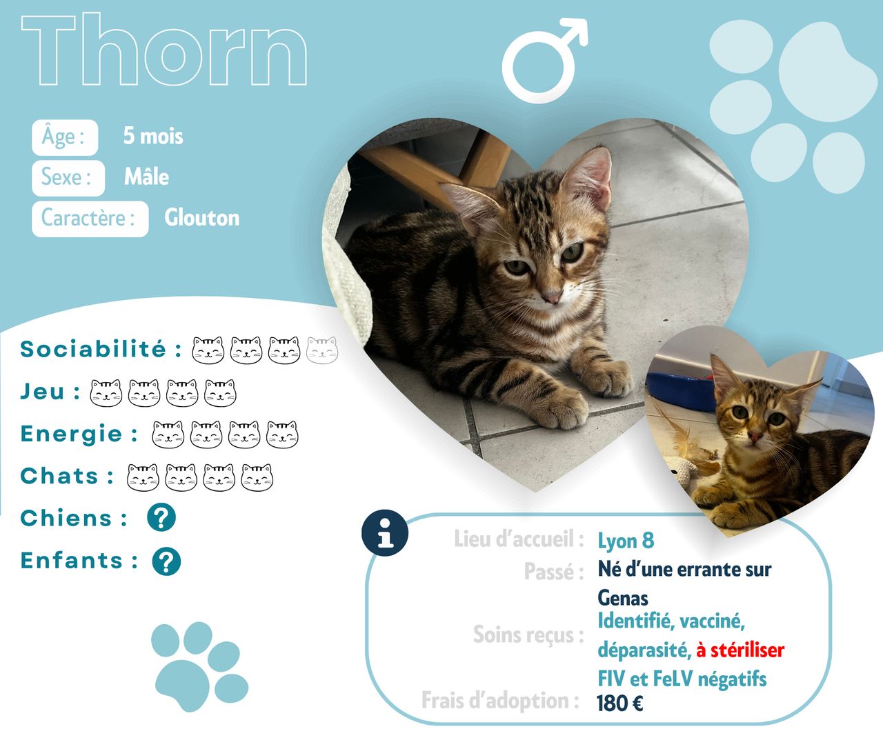 Visuel de présentation de Thorn