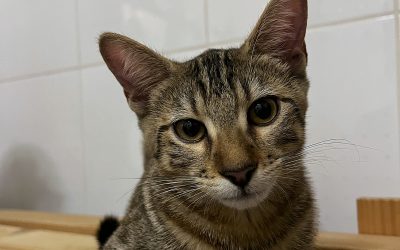 HINA – 5 mois – ♀