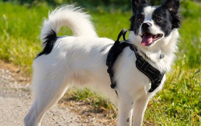 PABLO – 2 ans – âïž