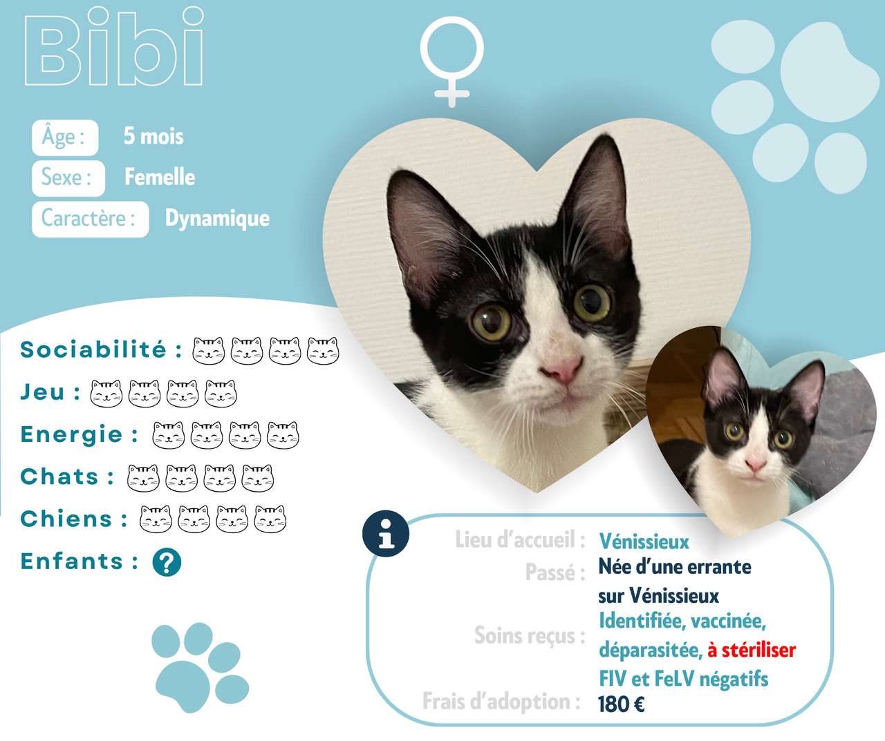 Visuel de présentation de Bibi