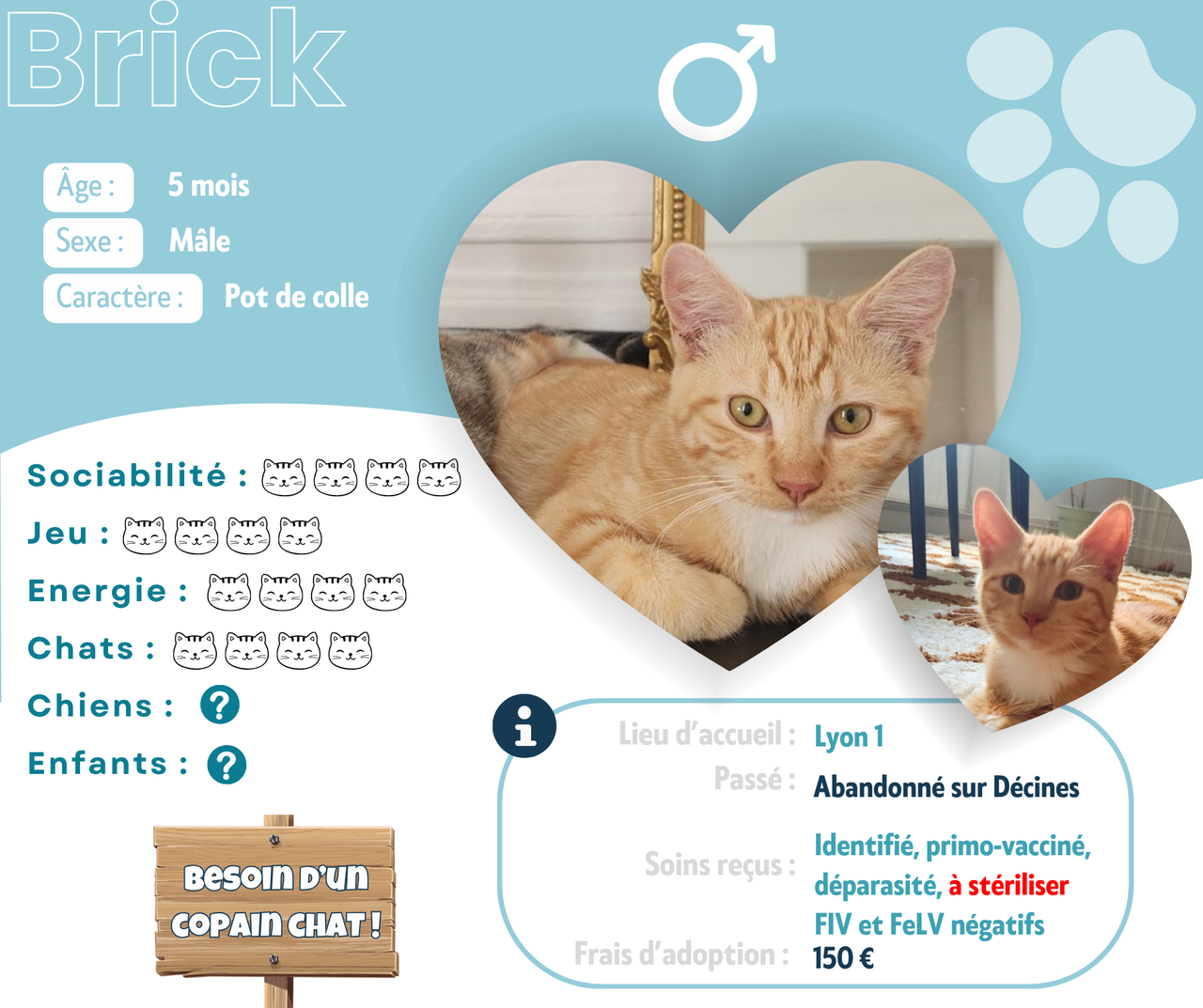 Visuel de présentation de Brick