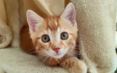 Finn – 4 mois – âïž