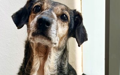PEARL – 9 ans – âïž