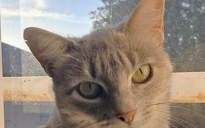 CERIG – 2,5 ans – ♀