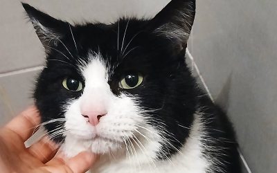 MOCHIRI – 3,5 ans – ♂︎