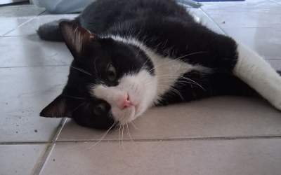 Mochiri – 3,5 ans – ♂︎