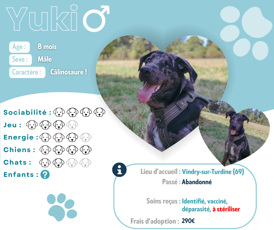 Visuel de présentation de Yuki