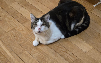 Aegir – 6 ans – ♂︎
