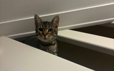 Armia – 1 an – ♀