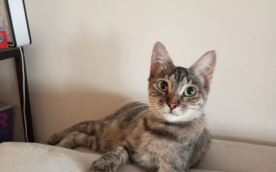 Crickette – 2,5 ans – ♀