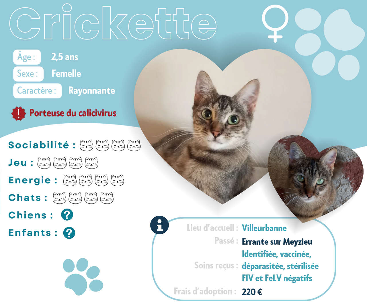 Visuel de présentation de Crickette