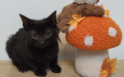 Elna – 3 mois – ♀