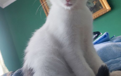 Hesper – 3 mois – ♀