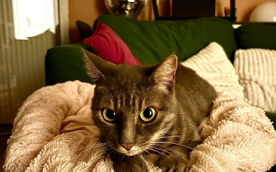 Lizzie – 2 ans – ♀