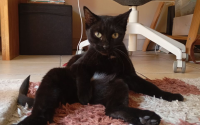 Moki – 2,5 ans – ♀