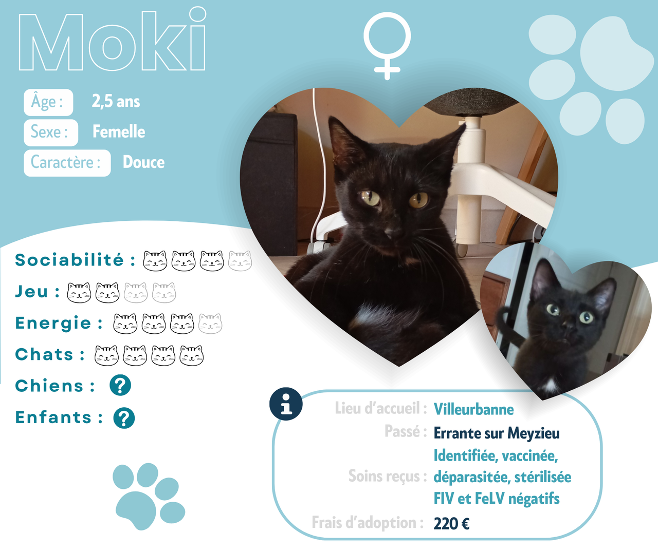 Visuel de présentation de Moki