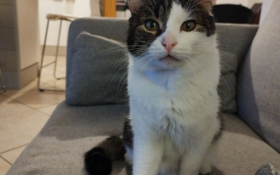 Pompon – 4 ans – ♂