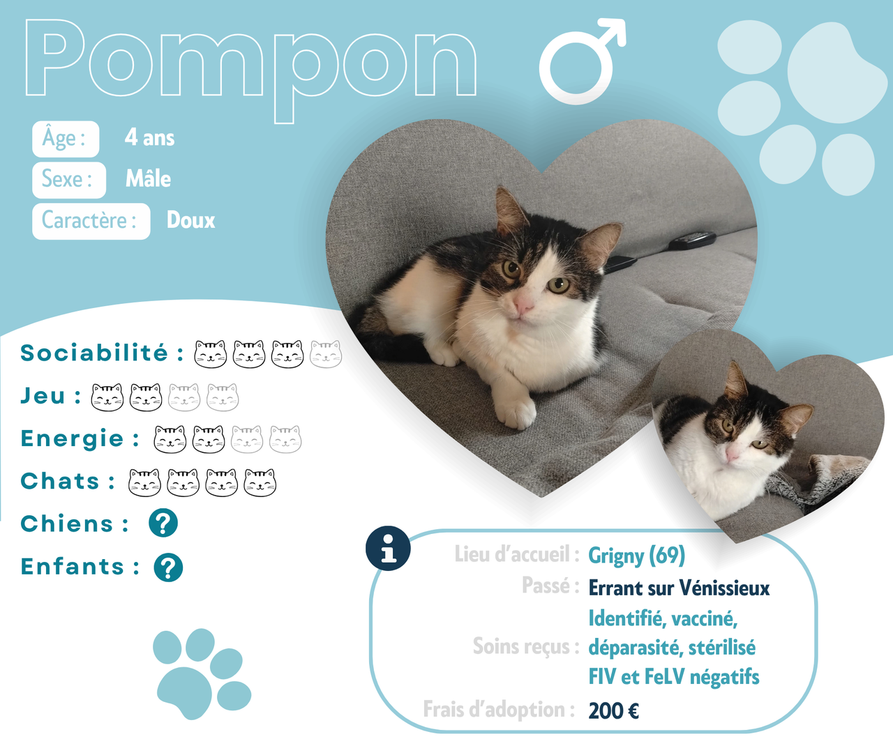 Visuel de présentation de Pompon